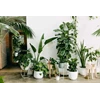 menyewakan berbagai macam tanaman hidup indoor
