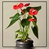 menyewakan tanaman hias bunga hias anthorium merah