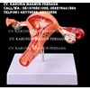 alat peraga model anatomi uterus and ovaries normal and pathological