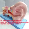 alat peraga pendidikan model telinga / torso telinga / anatomi telinga