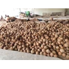 kelapa jambul jambi berkualitas
