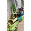 perawatan taman bersihkan gulma tanaman di emerald boulevard 9-05-2023