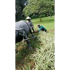 perawatan taman bersihkan tanaman rumput di perumahan cinere 4/06/2023