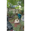 perawatan taman bersihkan daun kering di kebun jeruk 17/6/2023