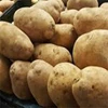 tanaman perkebunan kentang dieng grade ab-5