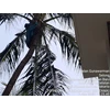 perawatan taman memankas daun kelapa di kedutaan ceko 11/11/2023