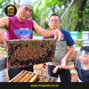 peternakan lebah madu malang-1