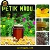 madu sarang / honey comb / pure honey 350gram kemasan toples hexa