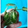 cryptocoryne l19 (cryprocoryne sp)-2