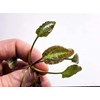 cryptocoryne l19 (cryprocoryne sp)-4