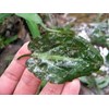 cryptocoryne l19 (cryprocoryne sp)-3