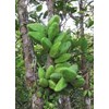 discidia mayor (aponyaceae)-3