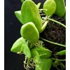 discidia mayor (aponyaceae)-5