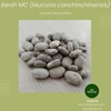 benih legume cover crop jenis mc (mucuna conchinencis)
