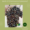 benih legume cover crop cp ( centrocema pubescens)