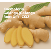 kaempferia galanga oil - co2 (gl-001) van aroma / minyak atsiri