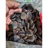 benih pohon kayu merbau