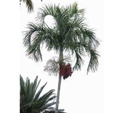 Palm Seeds ( Biji Pohon Palem) - Carpenteria acuminata