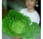 CHINESE CABBAGE