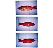Fresh Grouper Fish
