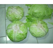 KUBIS kualitas export