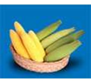 Bibit Jagung Manis F1 GOLDEN®