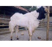 Kambing Jamnapari / Ettawa