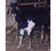 Kambing Kacang