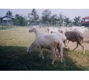 Domba Kibas / Domba Ekor Gemuk