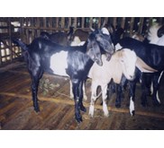 Kambing Kacukan / Bligon / Jawa Randu / Koploh