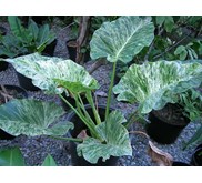Philodendron marble sp. variegated