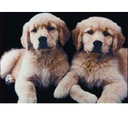 ANAKAN GOLDEN RETRIEVER