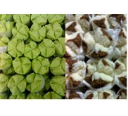 BOLU KUKUS
