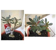 Adenium Socotranum (Caudex 6 cm - 7 tahun) - Yemen Socotra