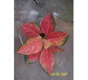 AGLAONEMA RED EVERGREEN