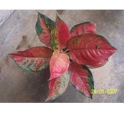 AGLAONEMA RAINBOW