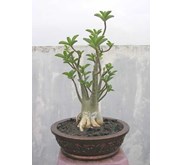 Adenium Arabicum RCN-02 (SOLD)