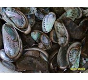 kulit kerang abalone