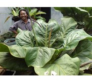 Anthurium jemanii PEARL (jumbo)