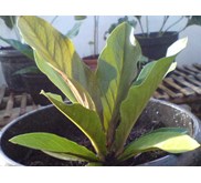 Anthurium Jemanii Brown Super red