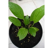 Anthurium Levis / Serat Jeruk