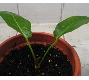 Anthurium Garuda Merah