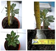 Adenium Socotranum Sp. [ A]