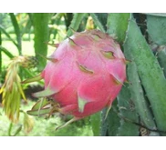 Buah Naga Merah 