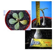 Adenium Socotranum Sp. [ C] SOLD