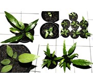 Anthurium (paket) #5 murah meriah! (SOLD)