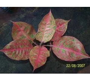 AGLAONEMA LAKMENG