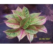 AGLAONEMA RED GALAXY