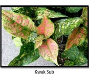 Kwak Sub
