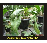 Anthurium leea 'Ecuador'